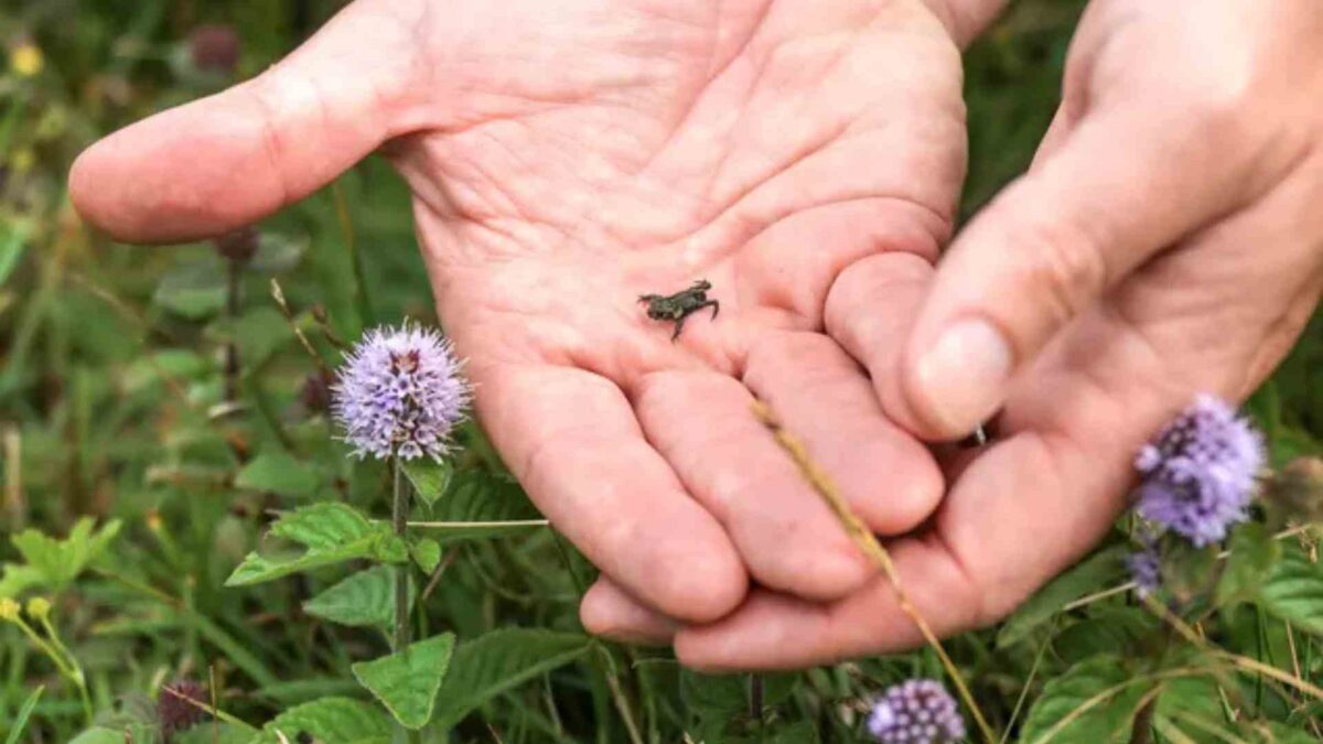 natterjack-toads-1200x675 2,000 Endangered Natterjack Toadlets Released in Kerry