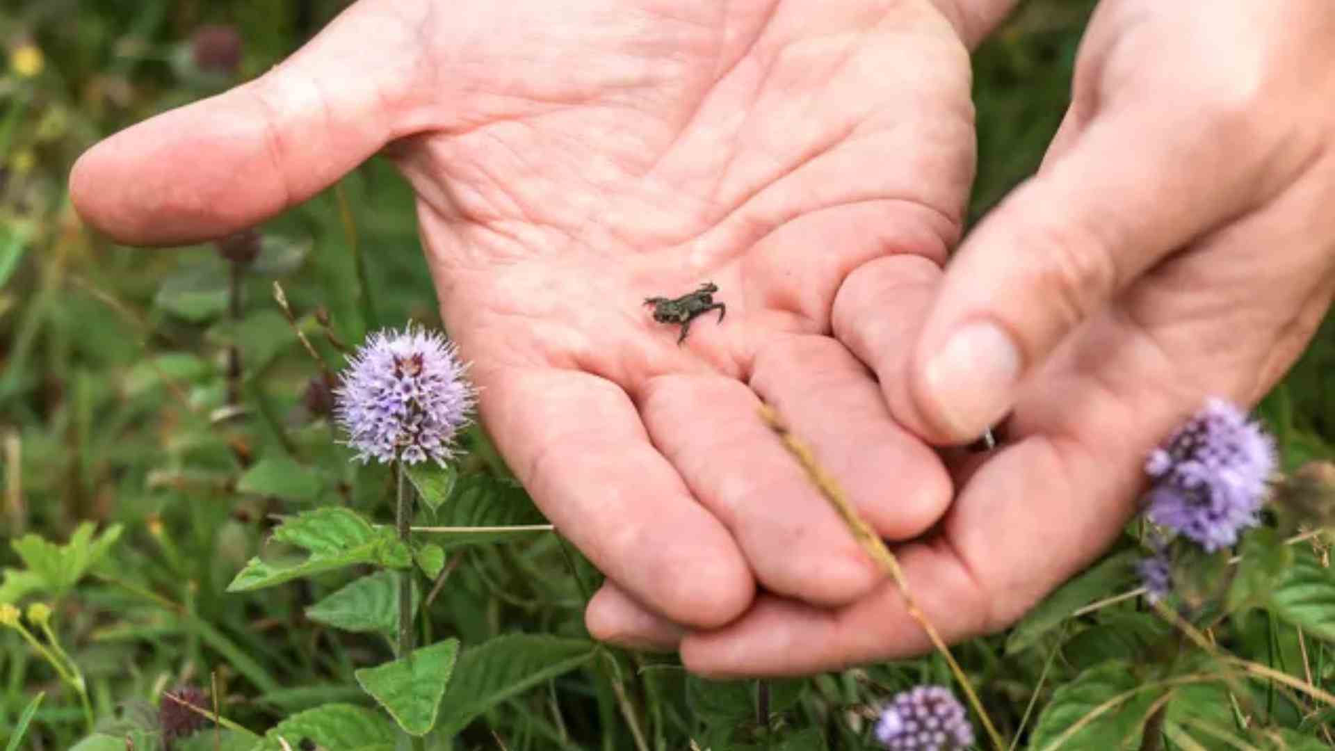 natterjack toads