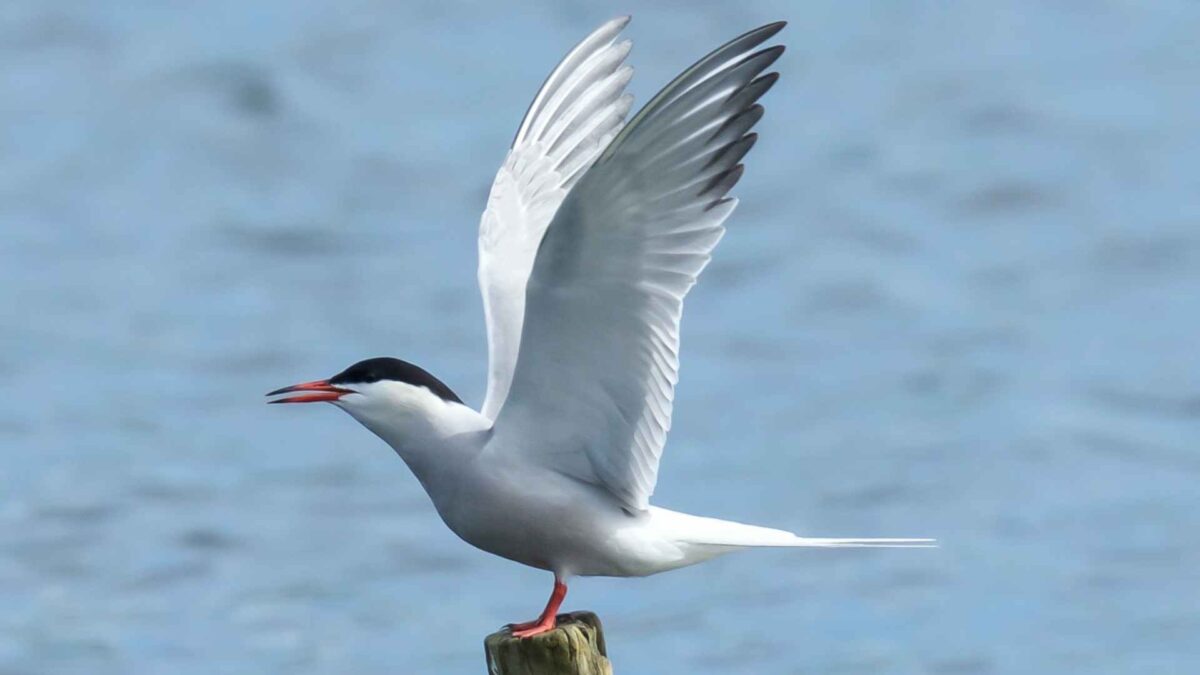 Arctic-Tern-1200x675 BirdWatch hails breakthrough in Dublin Port tern project