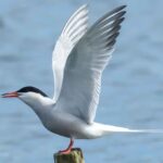 Arctic Tern