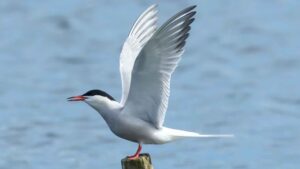 Arctic Tern