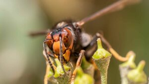 Asian Hornet