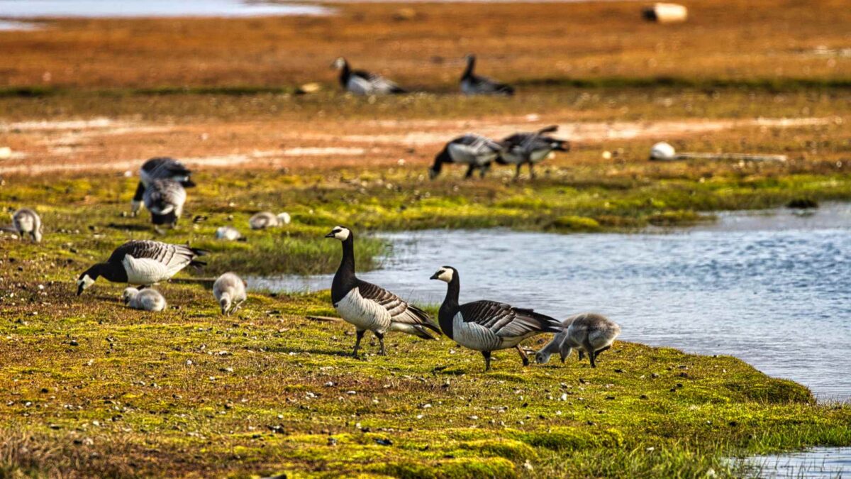 Barnacle-geese-1200x675 Geese and Swans Cut Stopovers to Beat Arctic Thaw