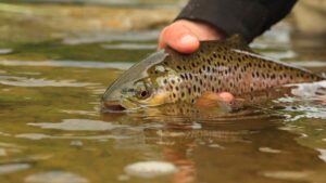 Brown Trout