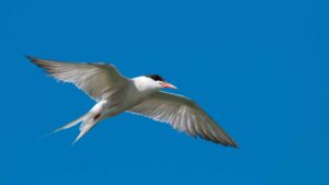 Common Tern