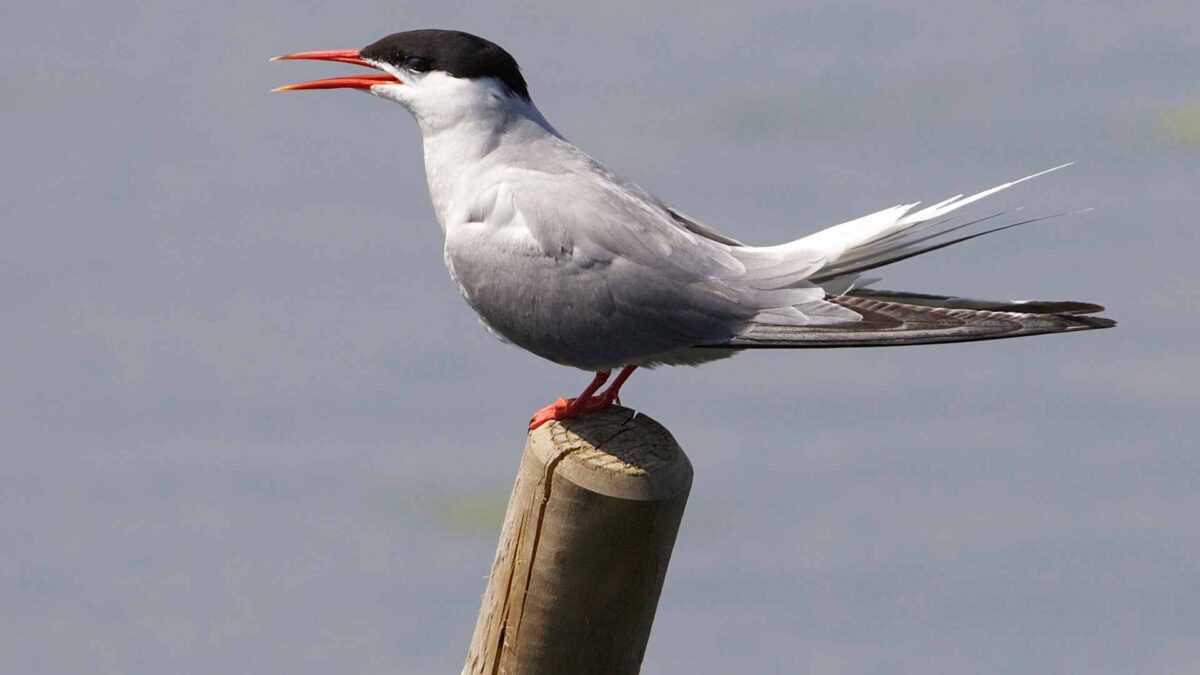 Common-Tern-1200x675 Galway Tern Colony Thrives Despite Avian Flu Losses