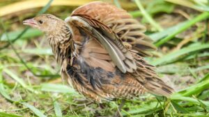 Corncrake