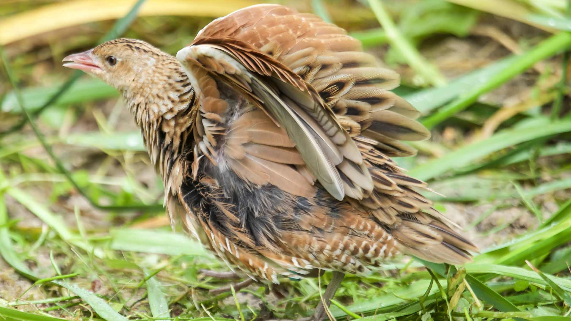Corncrake