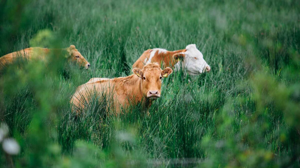 Farm-animals-Ireland-planning-1200x675 New exemptions aim to cut red tape for Irish farms