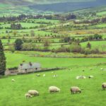 Farmer land