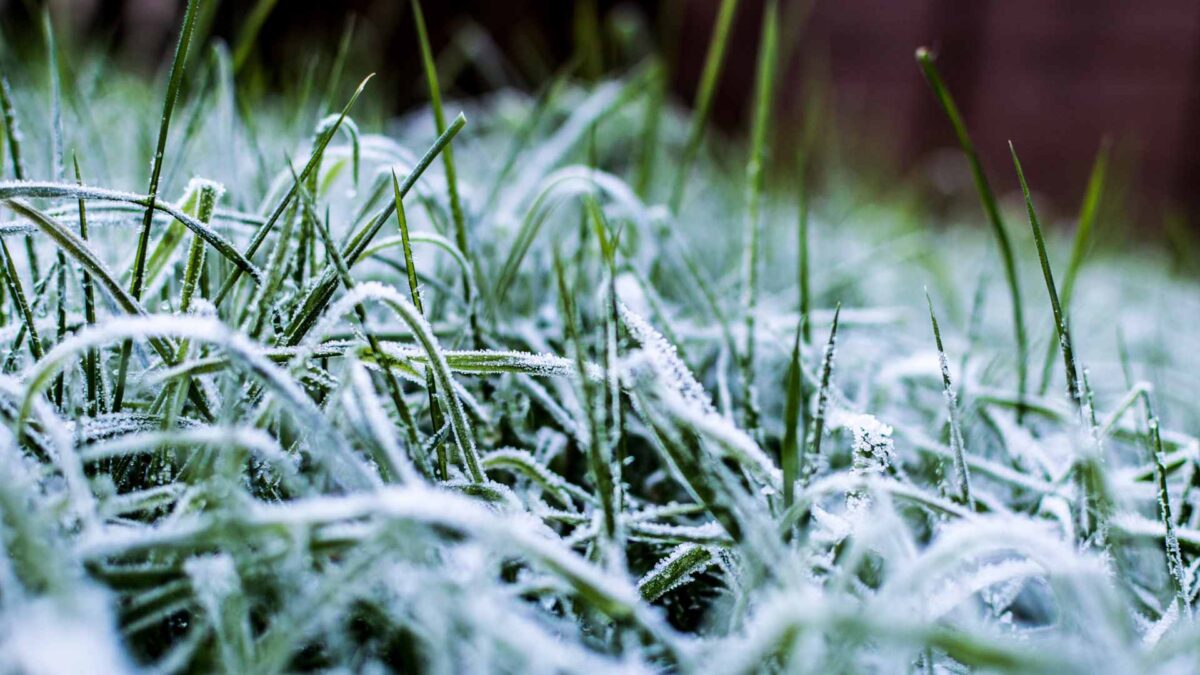 Frost-1200x675 First Autumn Frost Brings Chilly Start to the Week