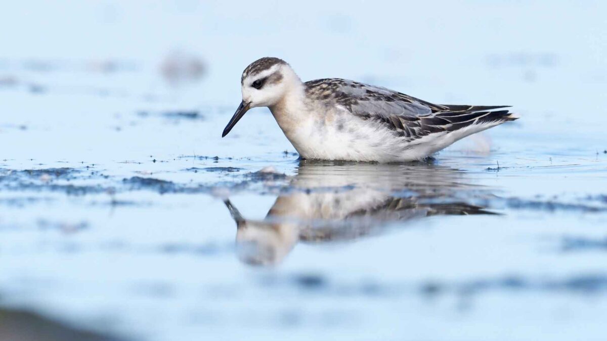 Grey-phalarope-Phalaropus-fulicarius-1-1200x675 Arctic migrant makes autumn arrival along Irish coasts