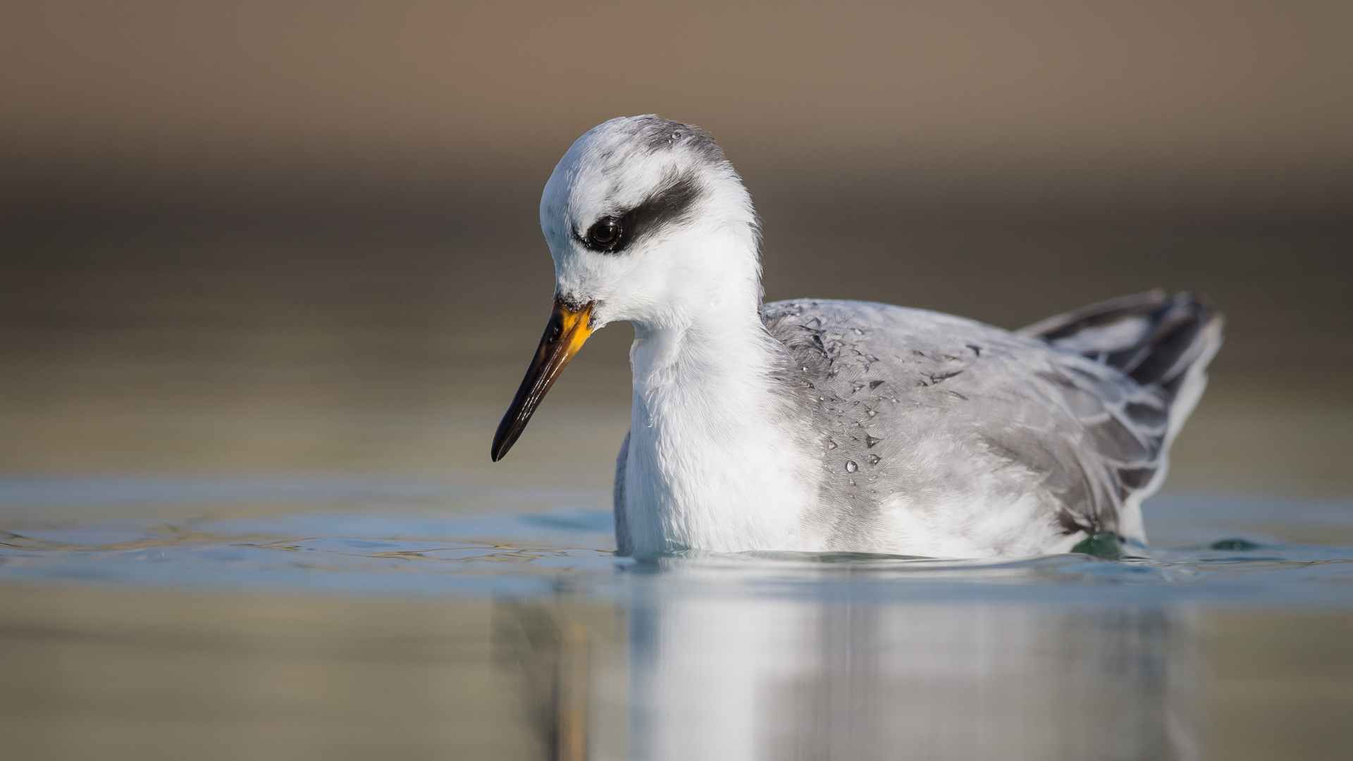 Grey phalarope (Phalaropus fulicarius)