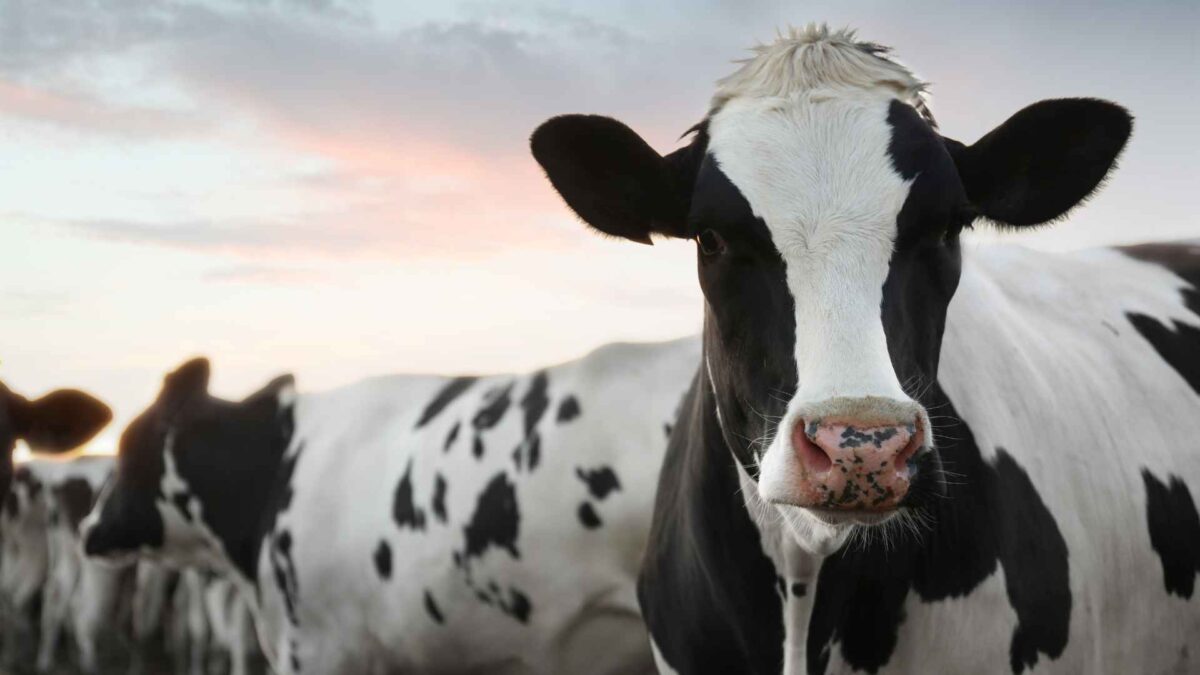 Irish-dairy-cow-1200x675 Loss of Derogation Could Irish Cost Dairy Sector €1b