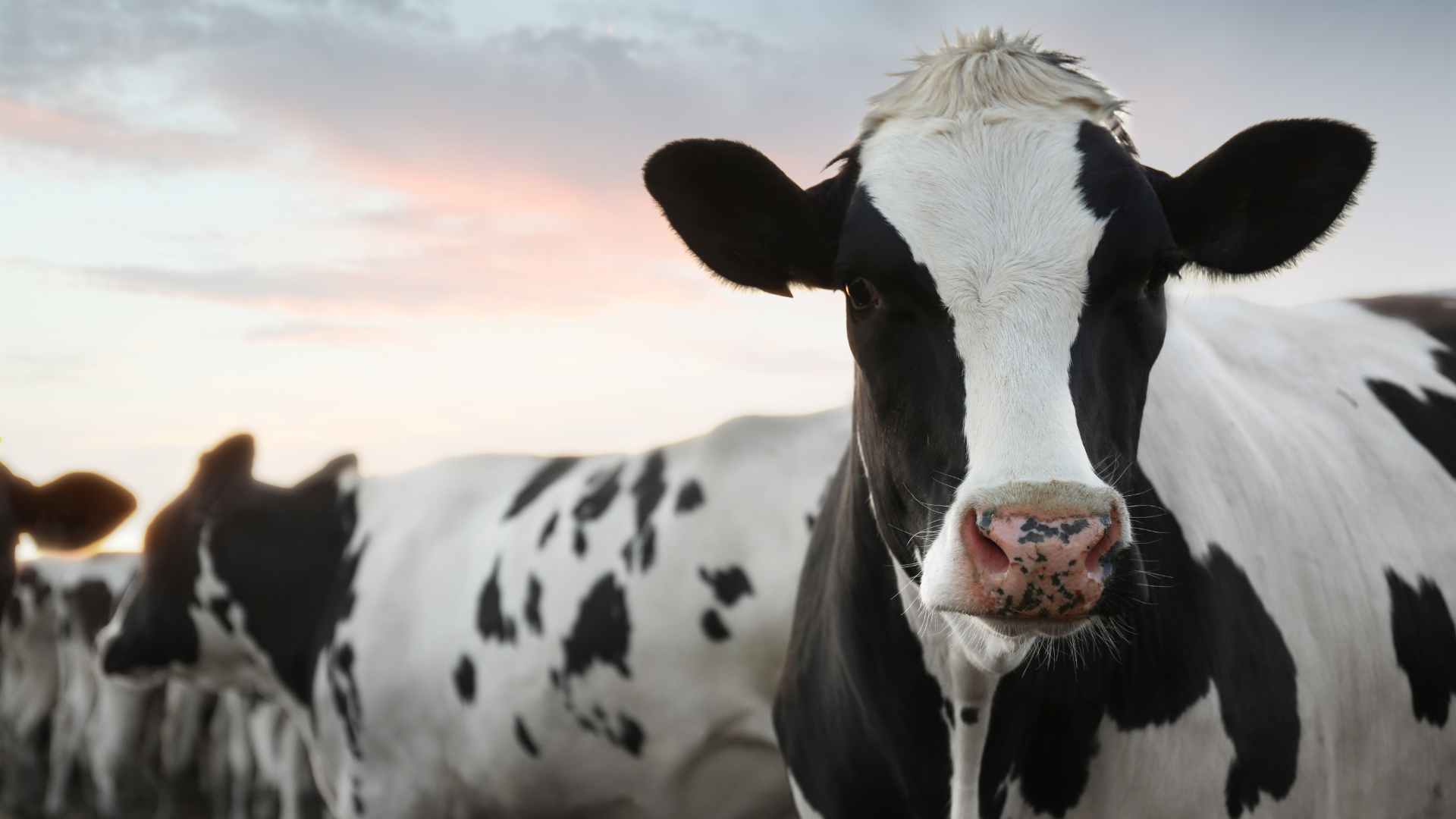 Irish dairy cow