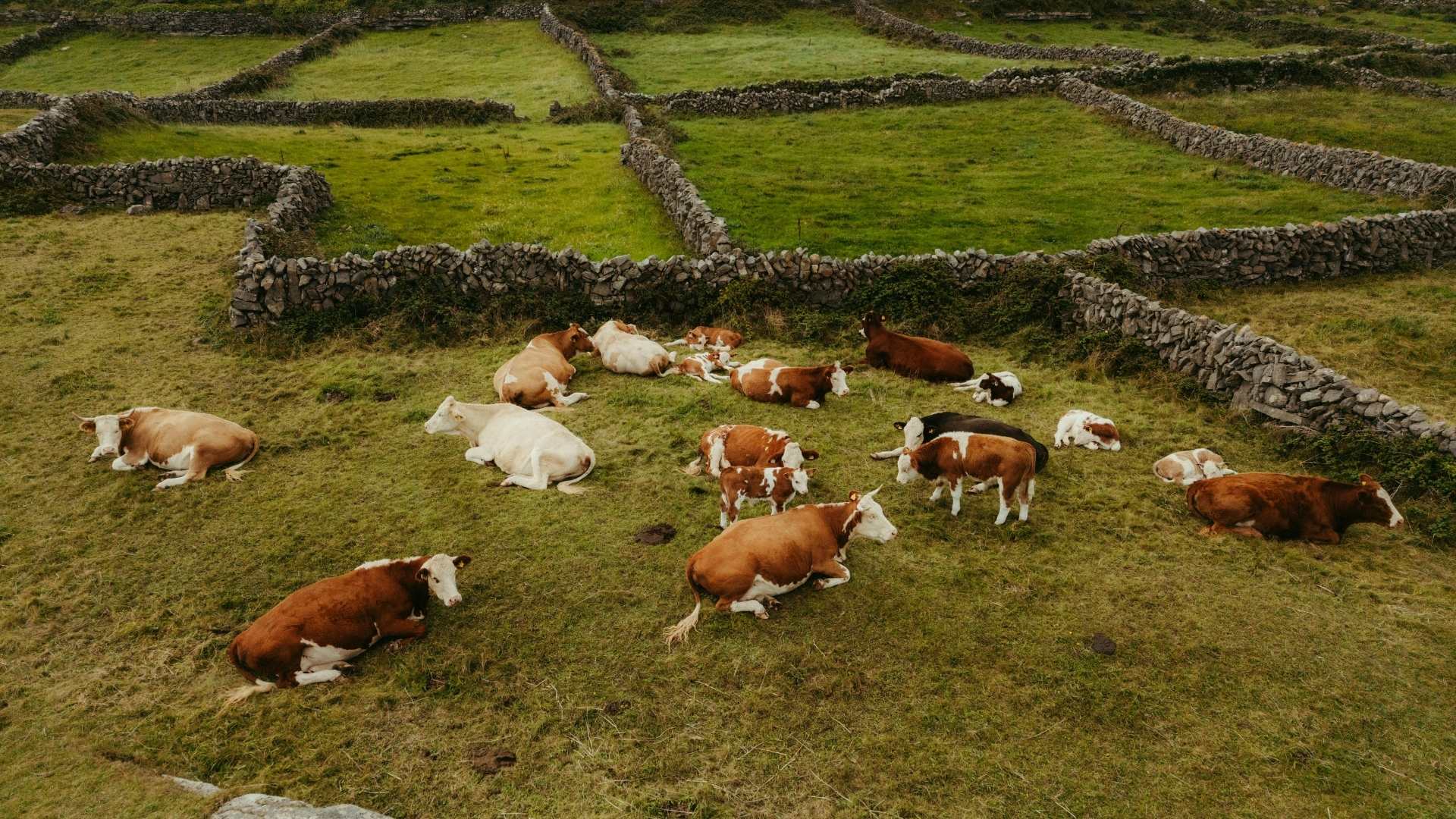 Irish farm waterlogged