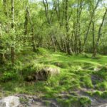 Irish forestry
