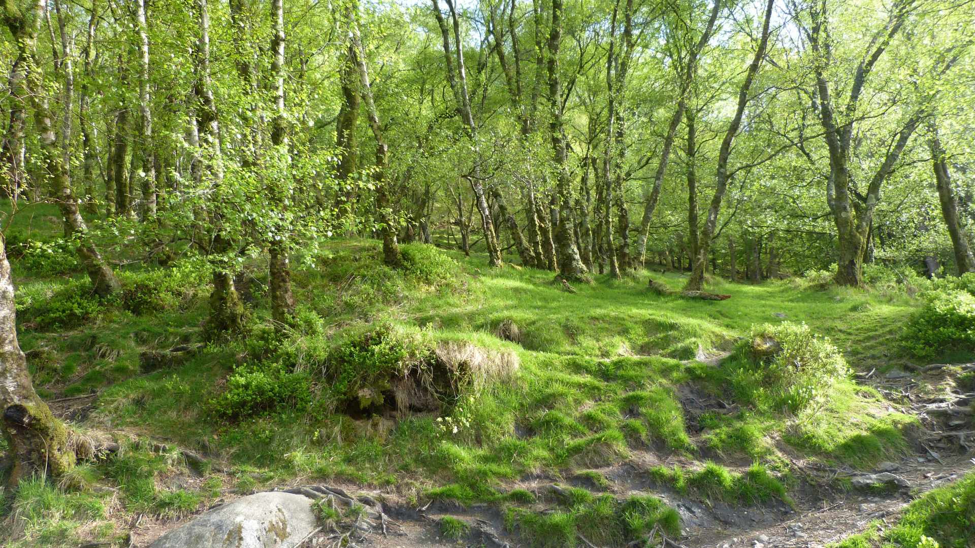 Irish forestry