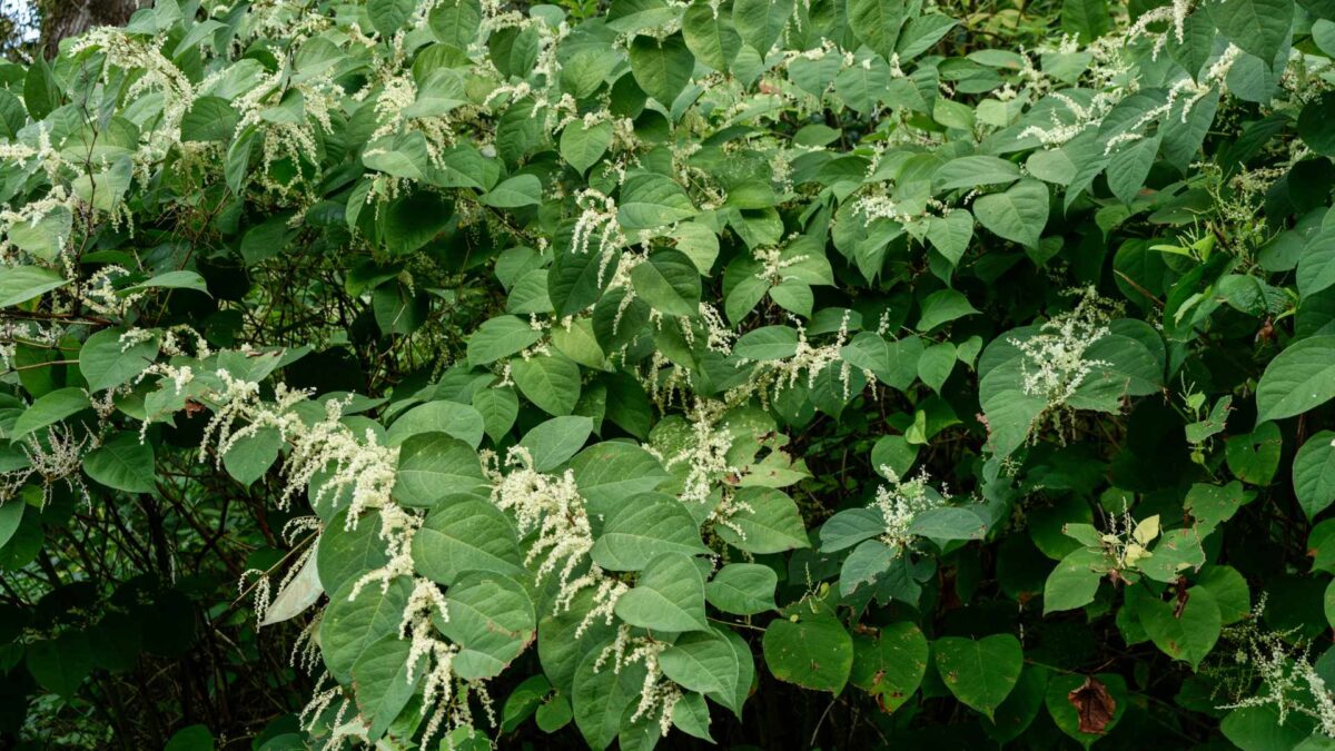 Japanese-knotweed-1200x675 EU adds 25 new invasive species, including several present in Ireland