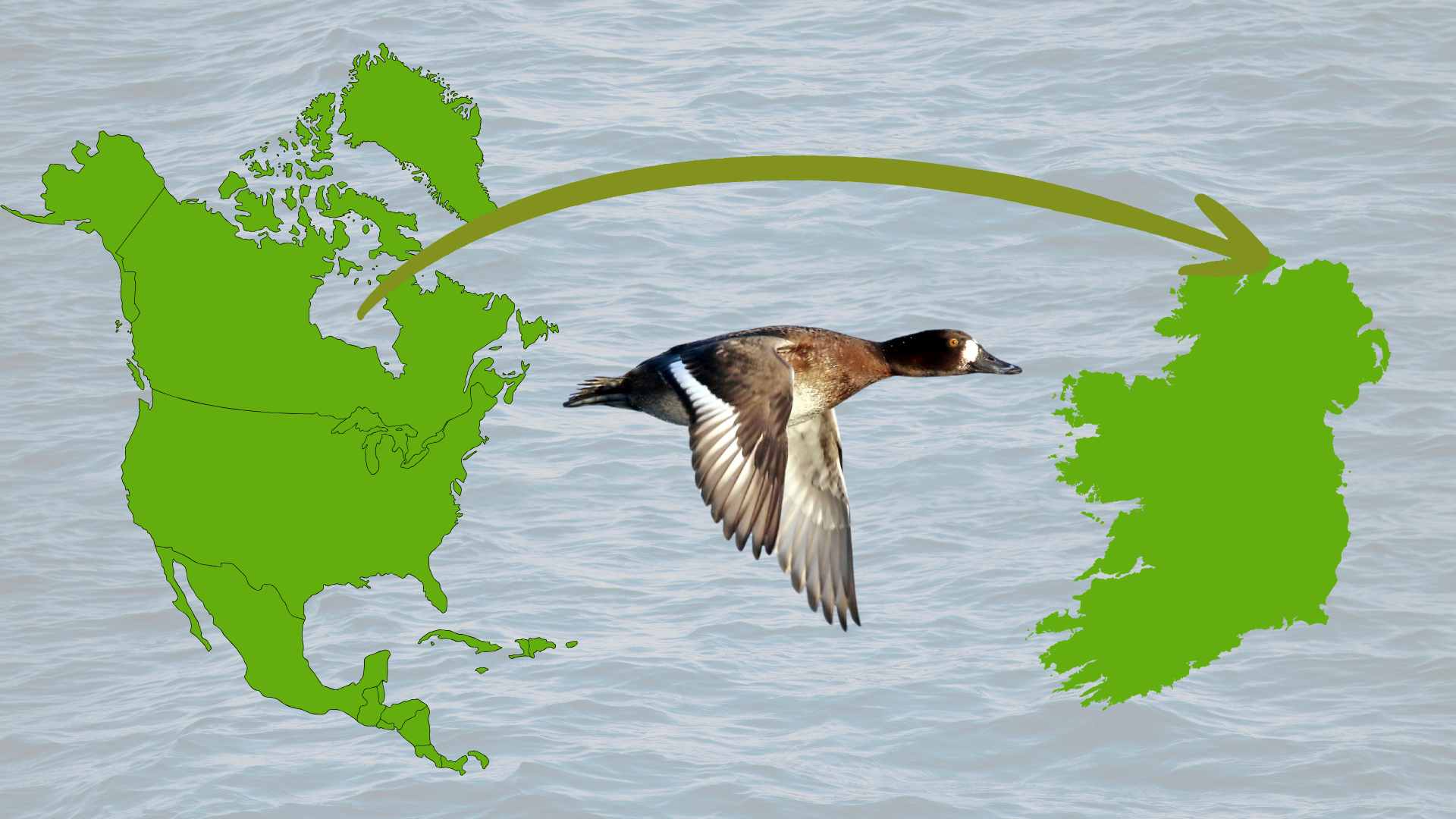 Lesser Scaup