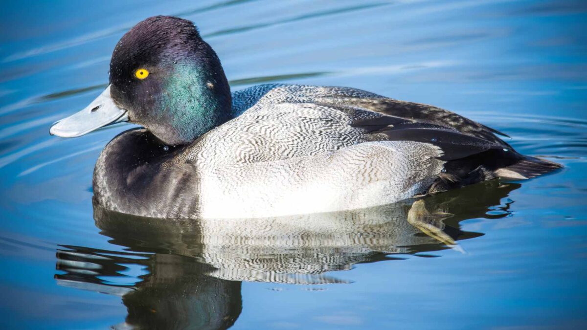 Lesser-Scaup-1200x675 North American diving duck returns to Irish shores