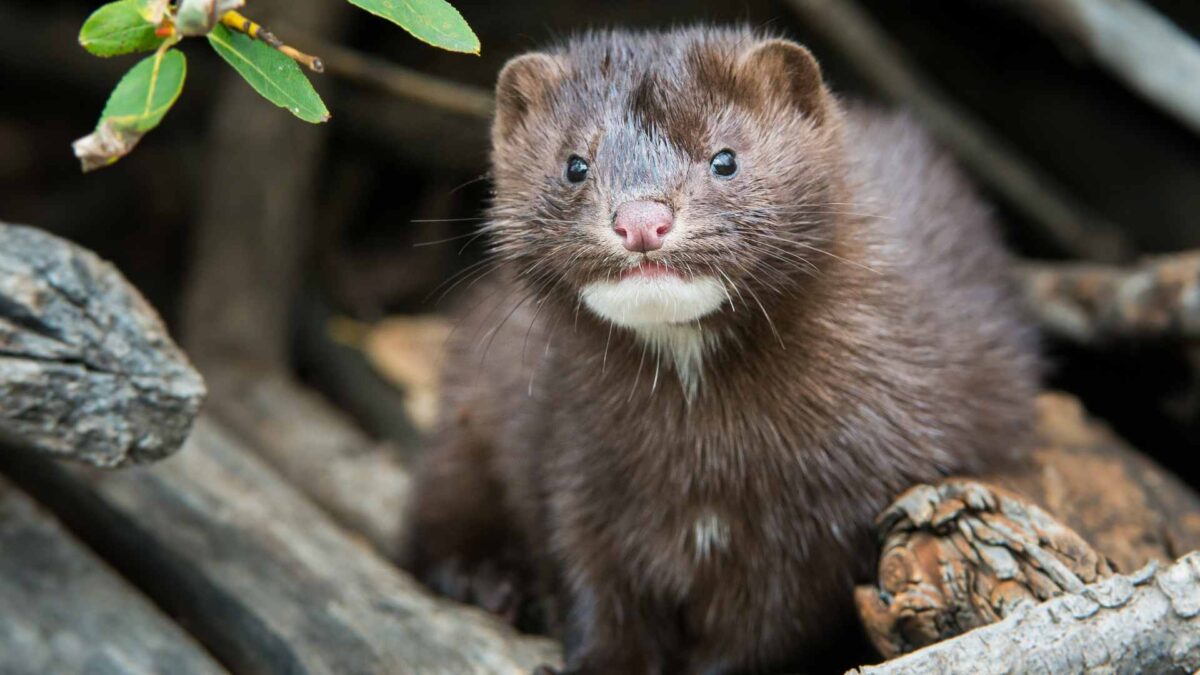 Mink-1200x675 Mink Eradication Drive Launched to Protect Ground-Nesting Birds