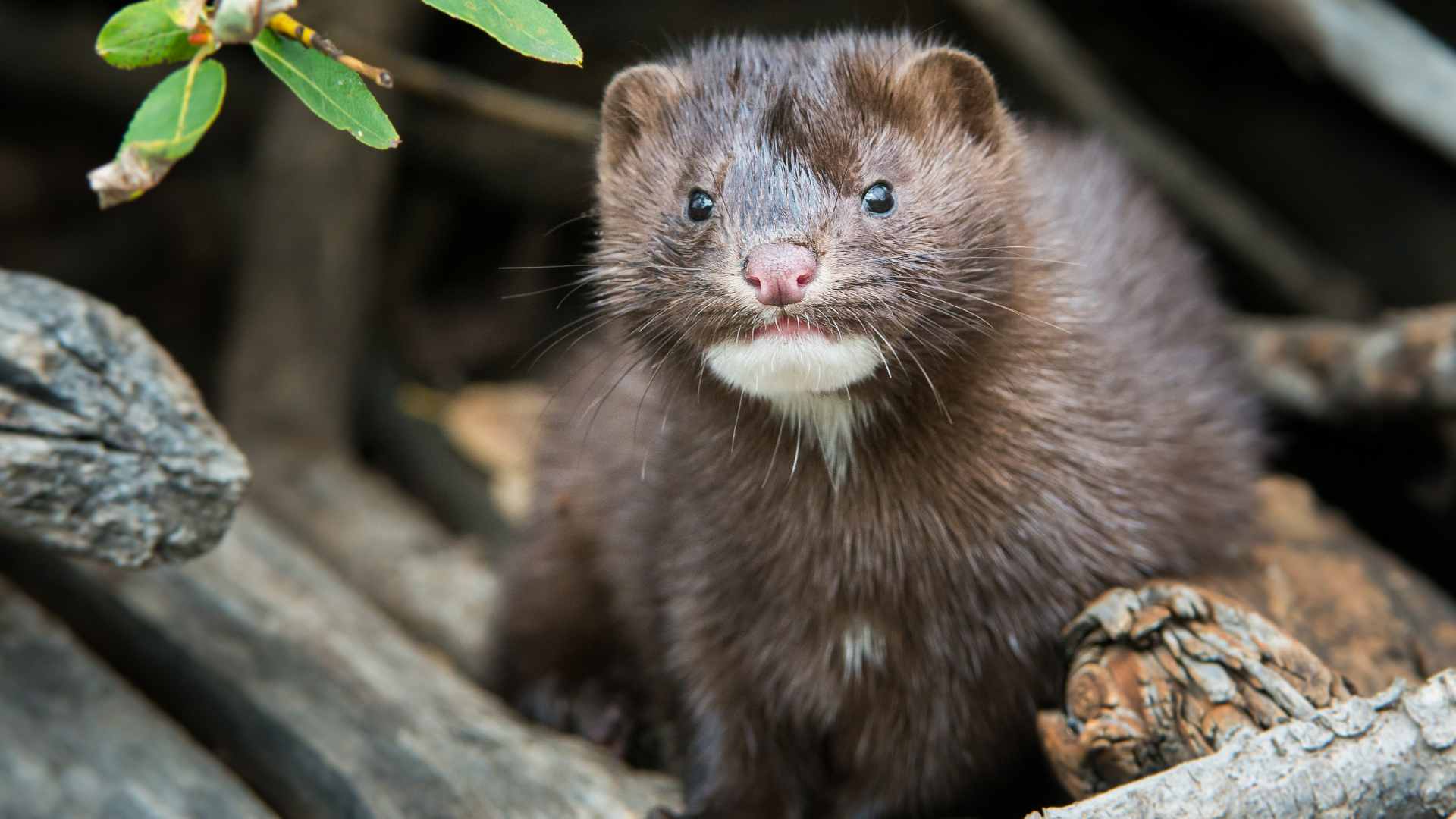 Mink