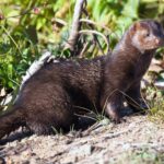 North American Mink
