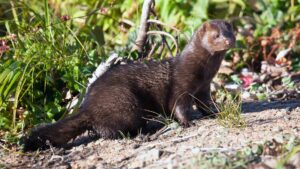 North American Mink