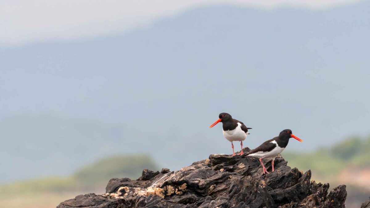 Oystercatcher-1200x675 BirdWatch hails breakthrough in Dublin Port tern project