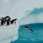 Penguins diving off an iceflow in Antarctica