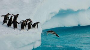 Penguins diving off an iceflow in Antarctica
