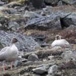 Geese and Swans Cut Stopovers to Beat Arctic Thaw 1 Pink-footed Geese (Anser brachyrhynchus)