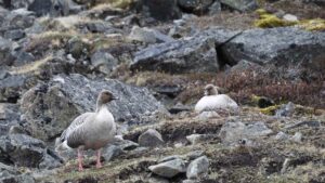 Pink-footed Geese (Anser brachyrhynchus)