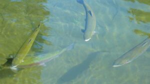 River Blackwater trout