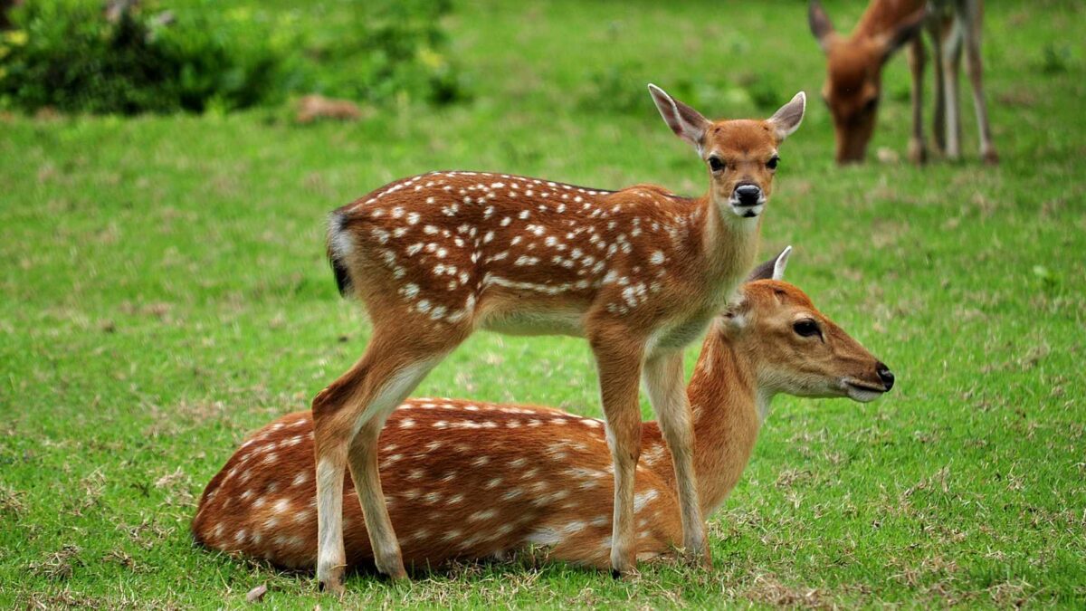 Sika-deer-1200x675 EU adds 25 new invasive species, including several present in Ireland