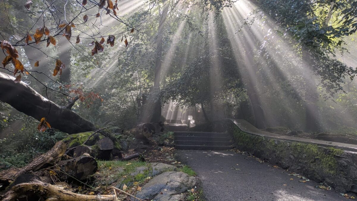 Sun-beams-filter-through-the-woods-at-Killiney-Hill-Dublin-last-week-1200x675 Weather Extremes Speed Up Autumn Colours