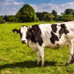 6,000 farm families hit as bovine TB cases climb 1 TB Cow