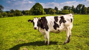 TB Cow