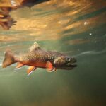 Trout blackwater