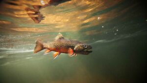 Trout blackwater