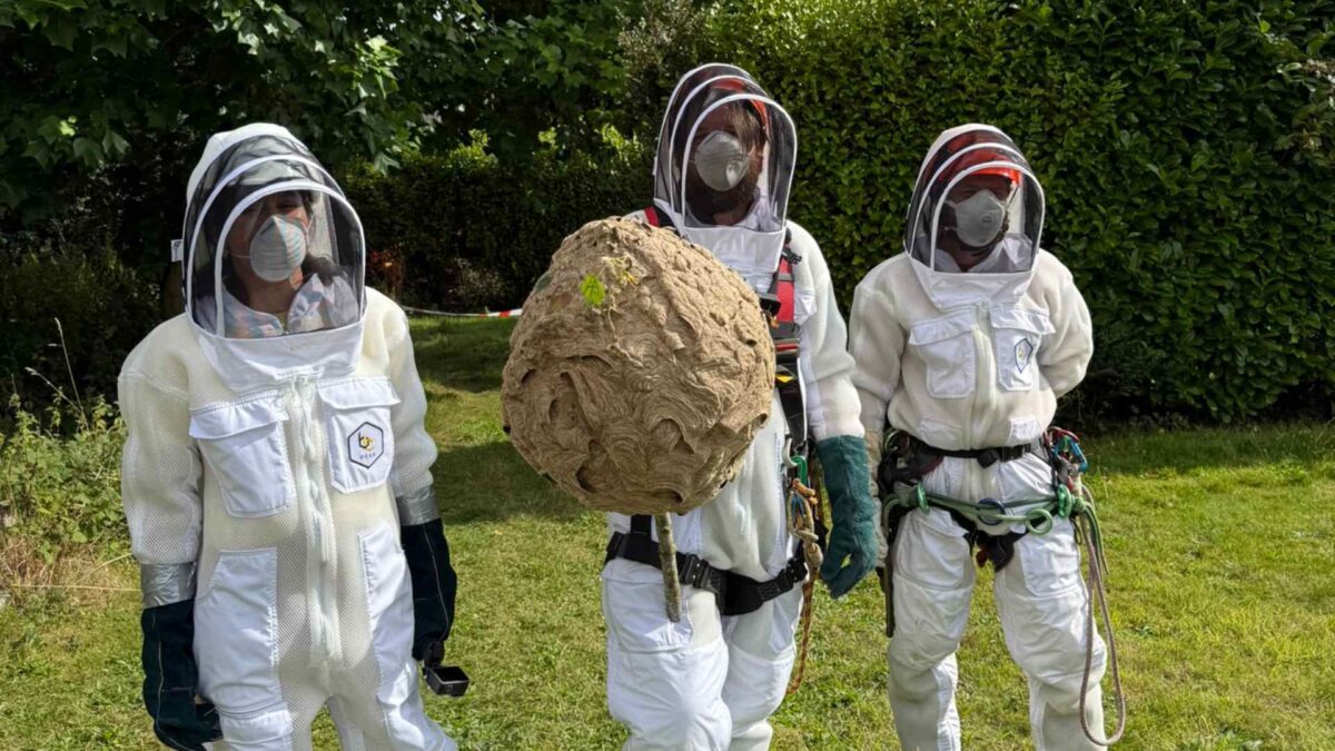 asian-hornet-1200x675 Asian Hornet Invasion? First Irish Nest Neutralised