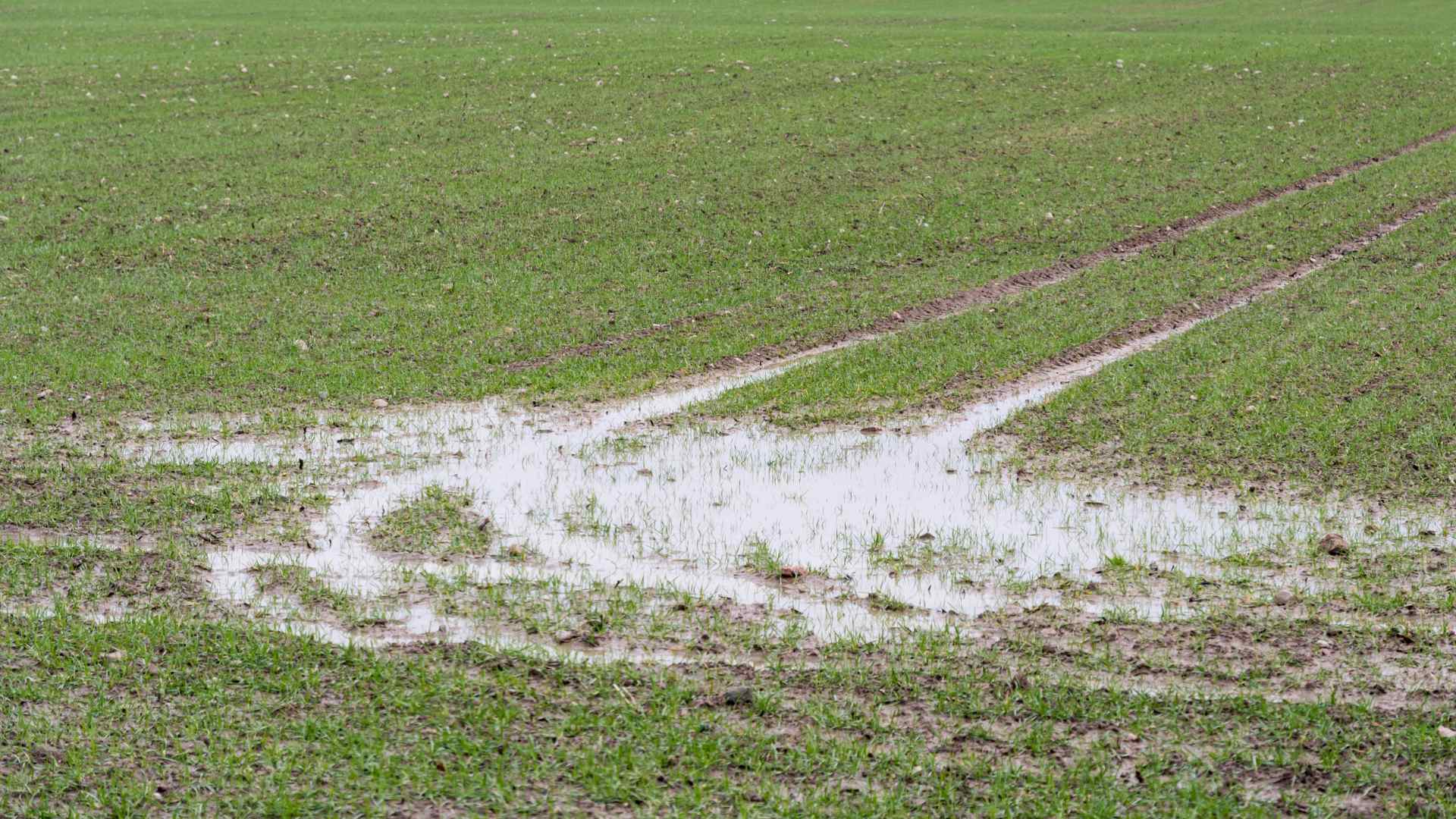 saturated field