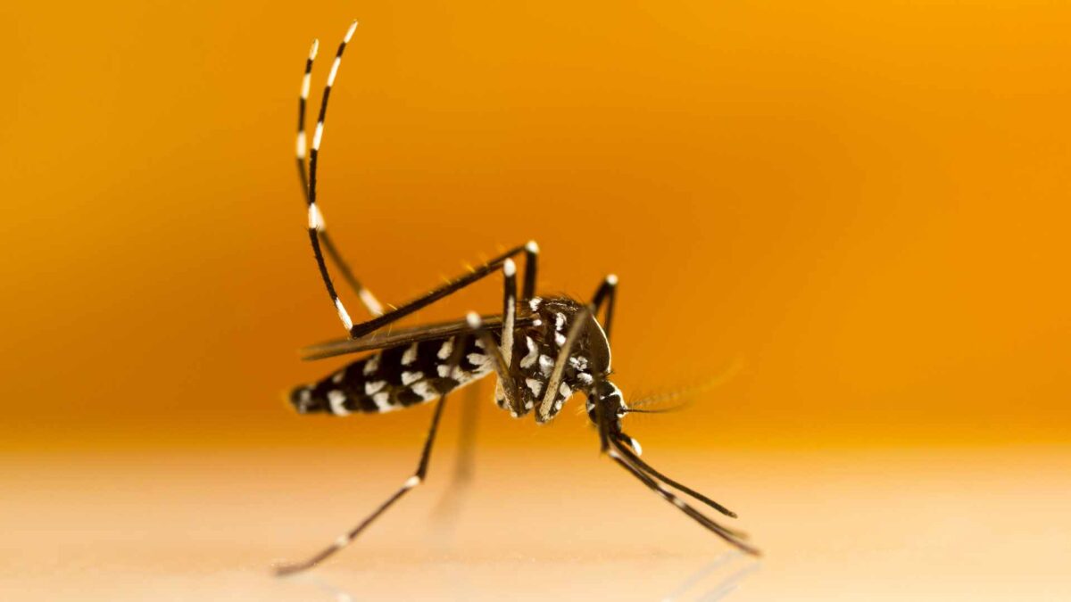 Aedes-albopictus-1-1200x675 Invasive mosquito species detected in UK for first time in years