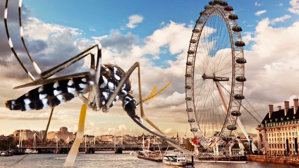 Aedes-albopictus-1200x675 Invasive mosquito species detected in UK for first time in years