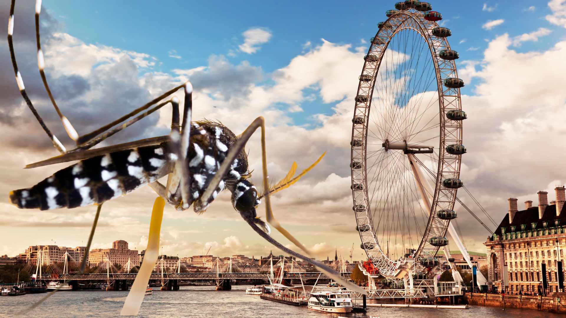 Aedes albopictus