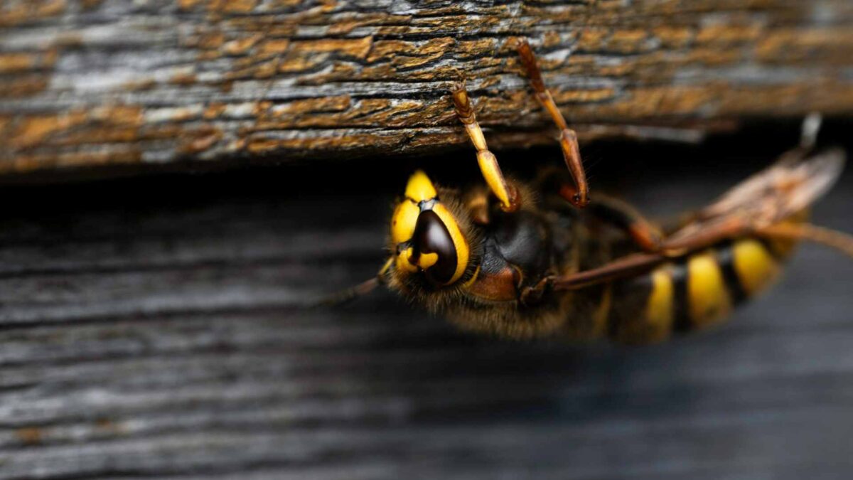 Asian-Hornet-1-1200x675 Asian Hornet Alert: Further Sightings Confirmed in Belfast