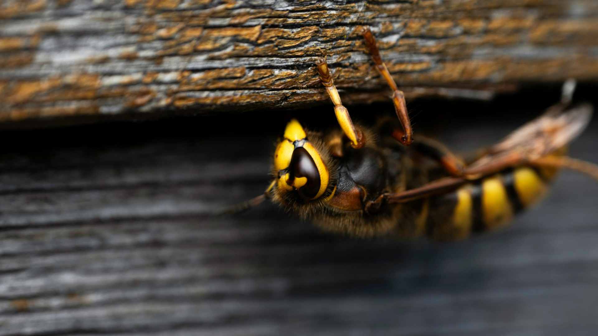 Asian Hornet