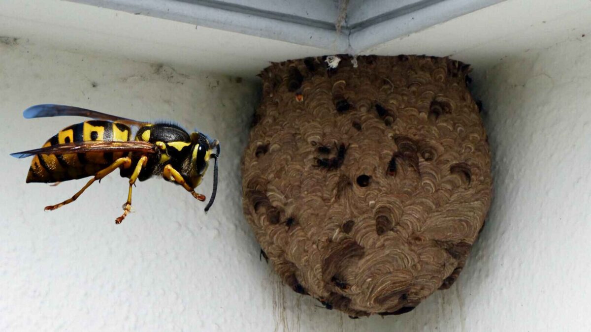 Asian-Hornet-Nest-1200x675 Buzz Off: First Asian Hornet Nest in Northern Ireland is Removed