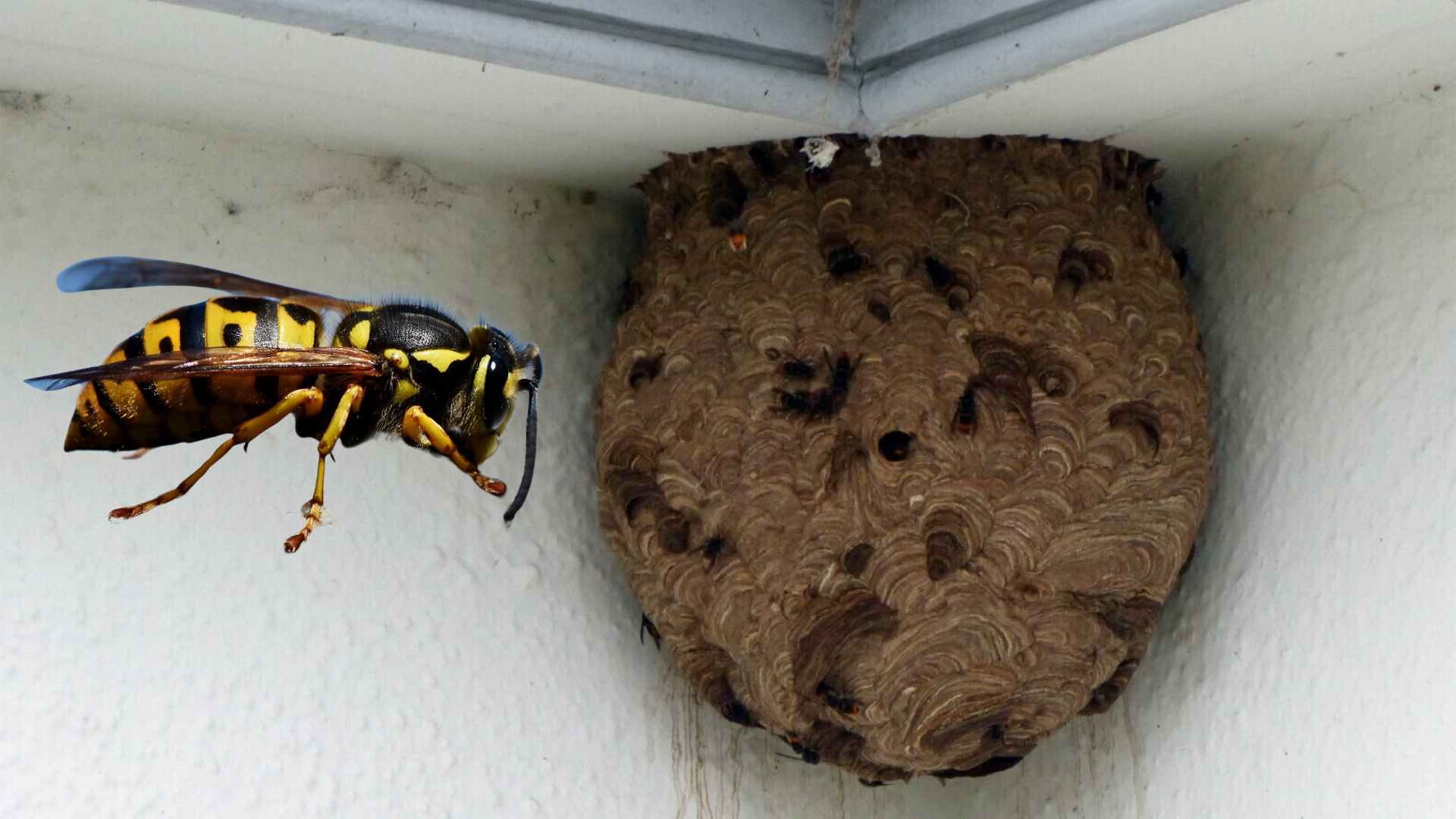 The Asian Hornet nest found in Dundonald that was successfully removed.